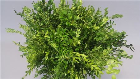 BUXUS