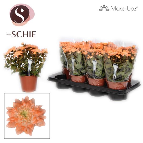 <h4>Chrysanne Make-Upz Orange</h4>