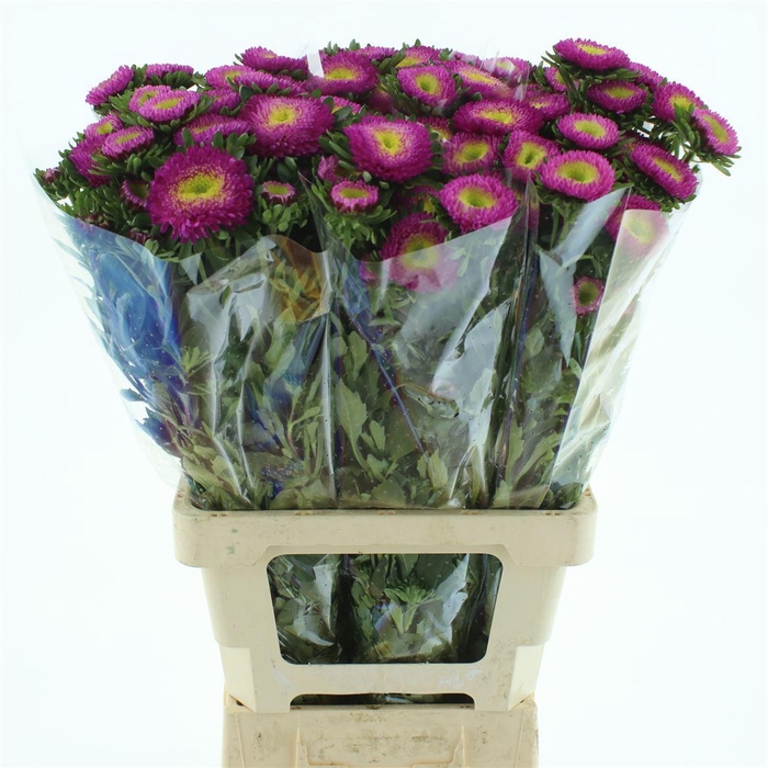 <h4>Callis Mats Cerise Super</h4>