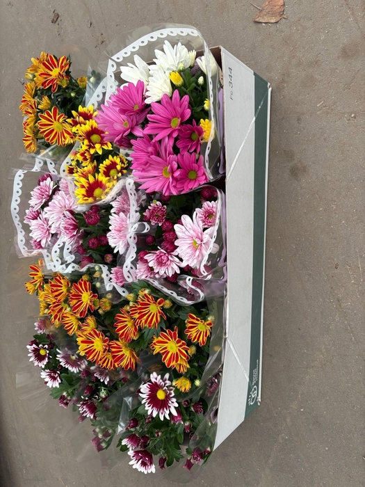 <h4>CHRYS GEM 5 KL</h4>