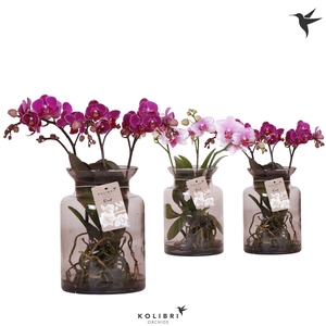 Kolibri Orchids Phalaenopsis Roots mix in glas stolp lila