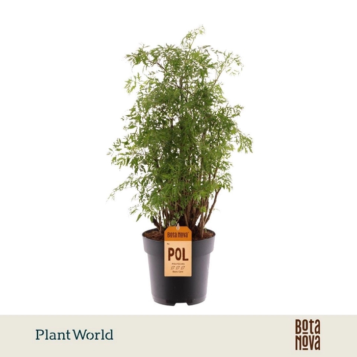 <h4>Polyscias fruticosa</h4>