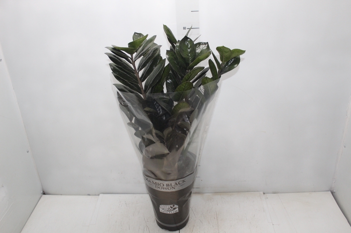 <h4>ZAMIOCULCAS BLACK DOWON P18</h4>