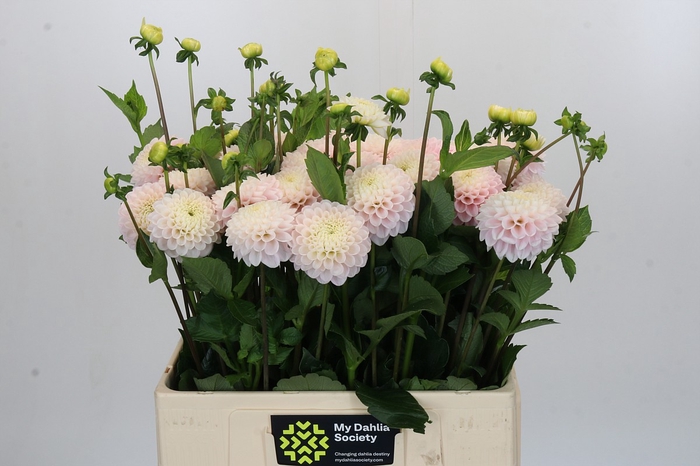 Dahlia Light Wizard