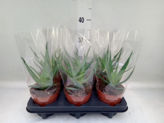 <h4>Aloe arborescens</h4>