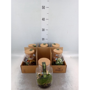 Arr. Planten L%