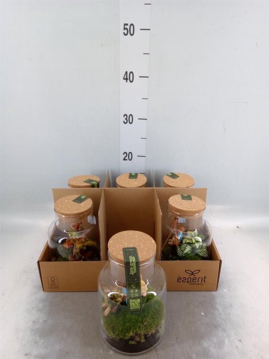 <h4>Arr.    Planten  L%</h4>