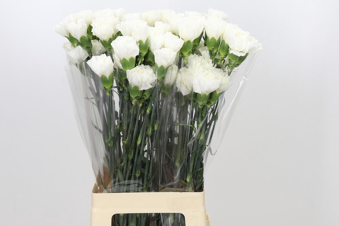 <h4>Dianthus St Moonlight</h4>