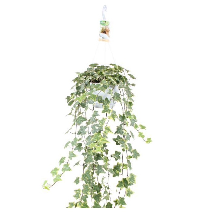 <h4>Hedera helix Gold Child - hang/XXL</h4>
