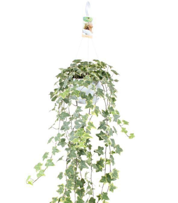 Hedera helix Gold Child - hang/XXL
