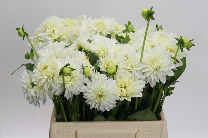 <h4>Dahlia White Cap</h4>