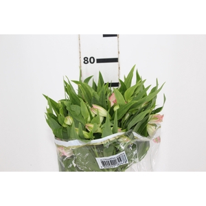 ALSTROEMERIA DUBAI 080 CM