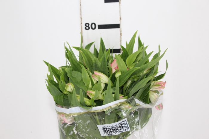 <h4>ALSTROEMERIA DUBAI 080 CM</h4>