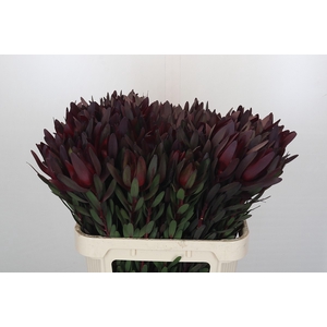 Leucadendron Saf Sunset Dark Red