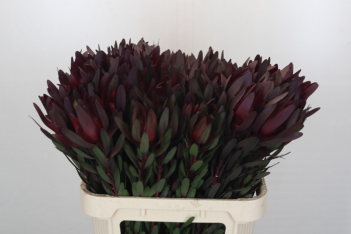 <h4>Leucadendron Saf Sunset Dark Red</h4>