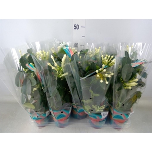 Stephanotis floribunda   ...