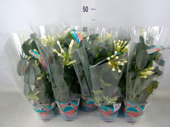 <h4>Stephanotis floribunda   ...</h4>