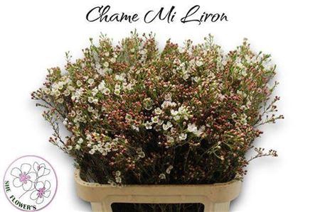 <h4>Chame Mi Liron</h4>