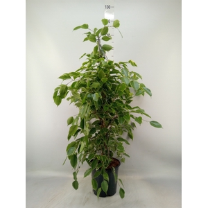 Ficus benja. 'Golden King'
