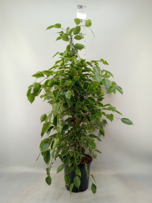 <h4>Ficus benja. 'Golden King'</h4>