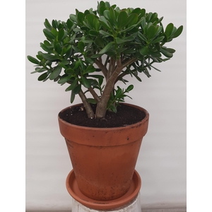 Crassula ovata (kopie)