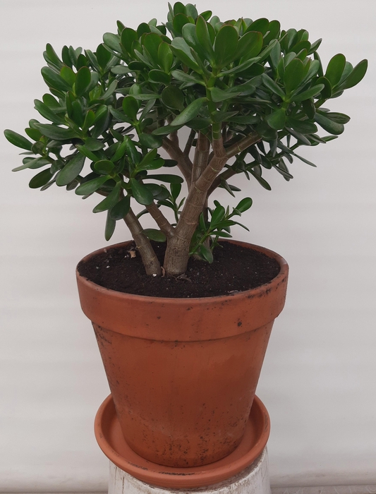 <h4>Crassula ovata (kopie)</h4>