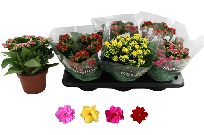 <h4>Kal Ge Ro Gem 4 Kl</h4>