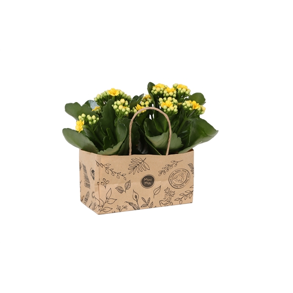 <h4>KP-825.3 - Kalanchoe Rosalina 7cm in duo kraft tas</h4>