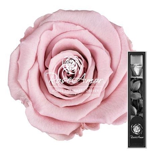 30cm Stem Pin04