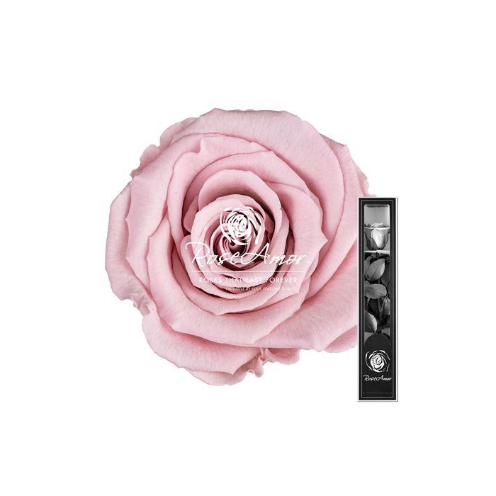 <h4>30cm Stem Pin04</h4>