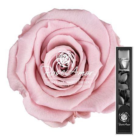 <h4>30cm Stem Pin04</h4>