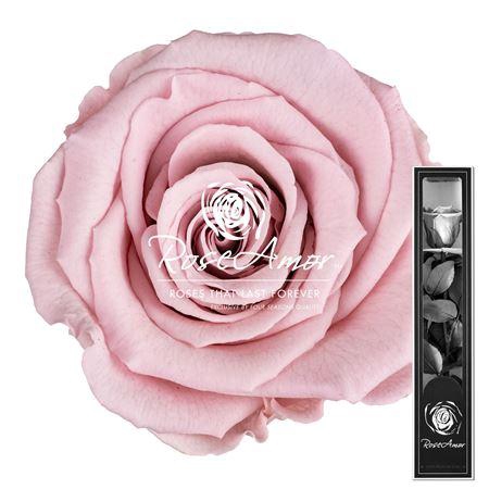 <h4>30cm Stem Pin04</h4>