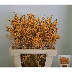 ILEX VE GOLD VERBOOM