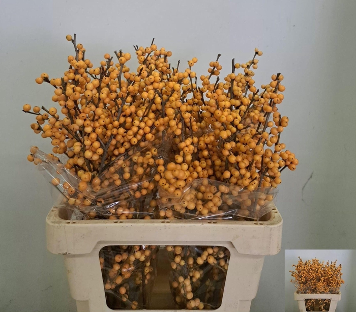 <h4>ILEX VE GOLD VERBOOM</h4>