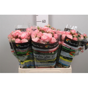 R Tr Madam Bombastic