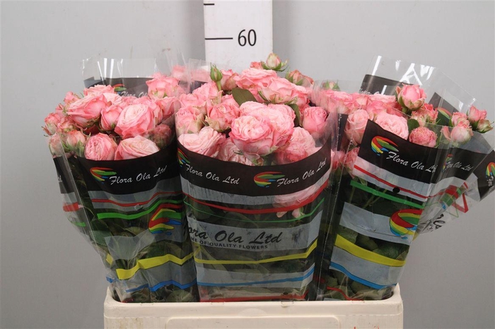 <h4>R Tr Madam Bombastic</h4>