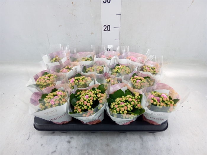 <h4>Kalanchoe blos. 'RosDon Alano'</h4>