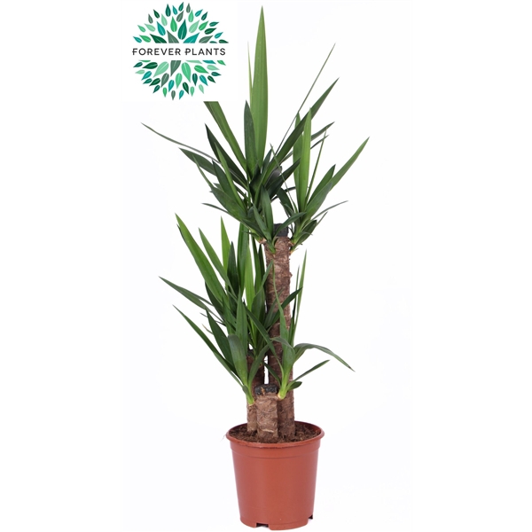 <h4>Yucca p21, 60+30+20 (1+ KOP)</h4>