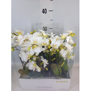 Phalaenopsis multi.   ...white