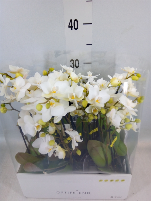 <h4>Phalaenopsis multi.   ...white</h4>