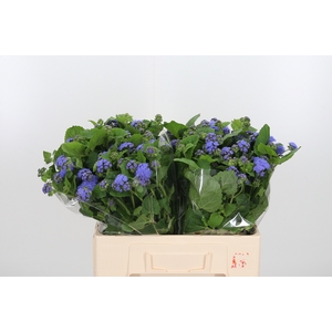 Ageratum Blue Horizon
