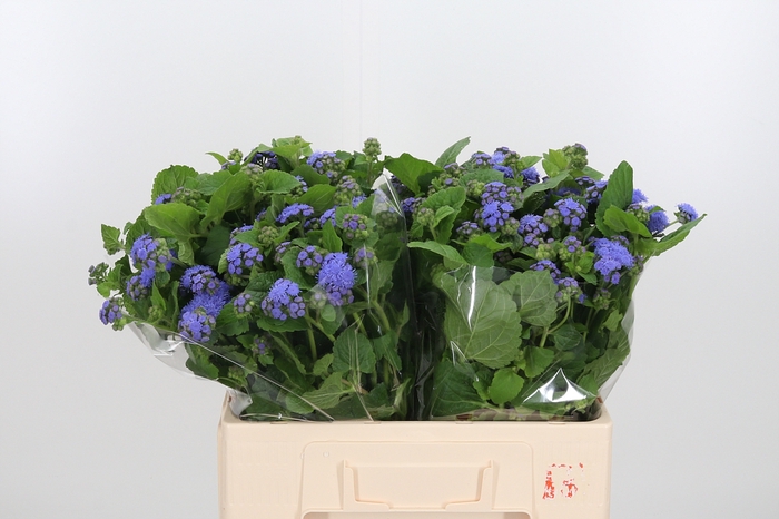 <h4>Ageratum Blue Horizon</h4>