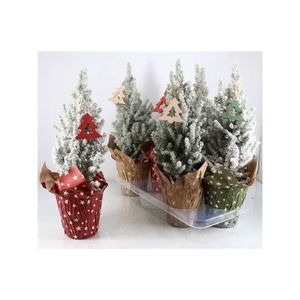 Picea Gl Perfecta Deco