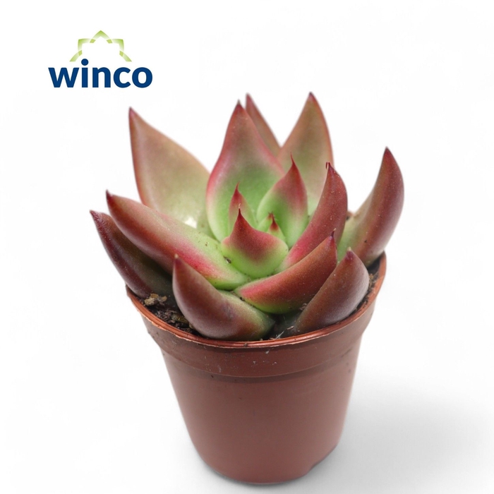 <h4>Echeveria Mars</h4>