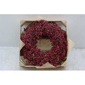 Wr Schinus 30cm X9