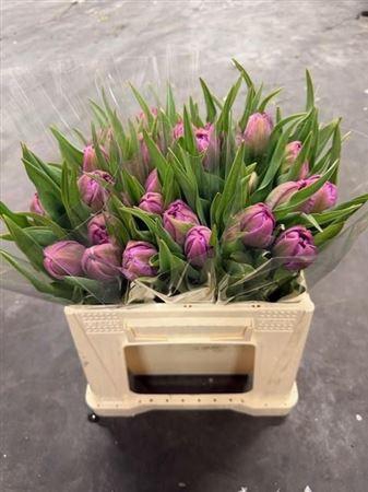 <h4>Tu Du Northcap</h4>