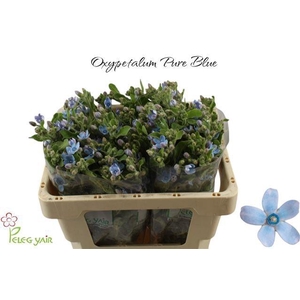 OXY CO TAN PURE BLU