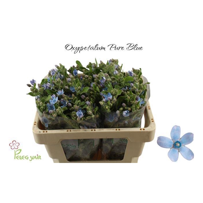 <h4>Oxy Co Tan Pure Blu</h4>