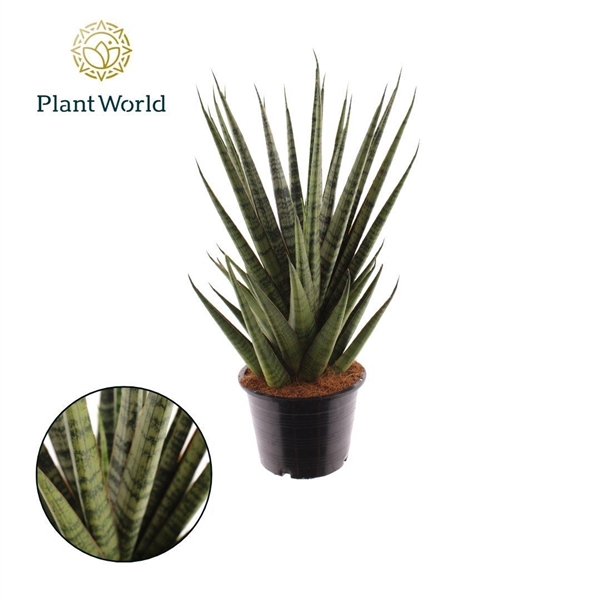 <h4>Sansevieria Sem</h4>