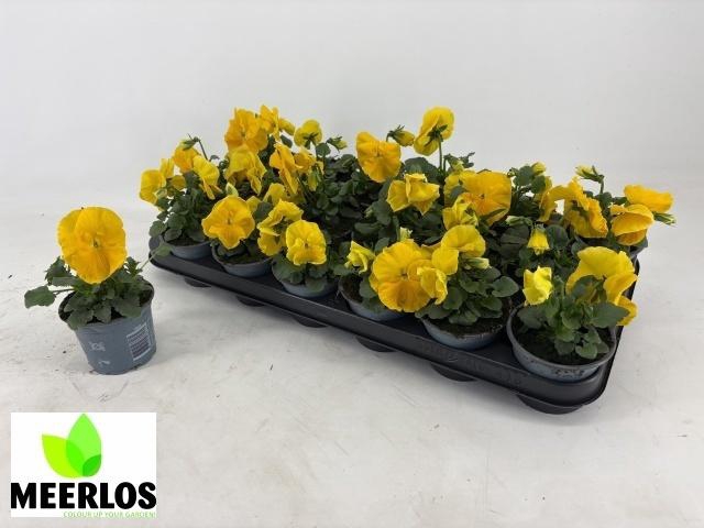 Vio F1 Hybr All Yellow